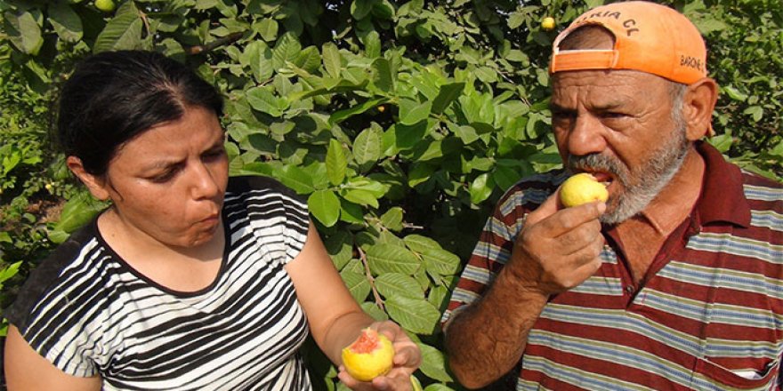 İşte Türkiye’nin ilk guava üreticisi