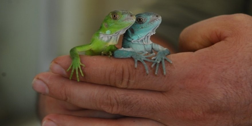 İguana 47 yavru birden dünyaya getirdi