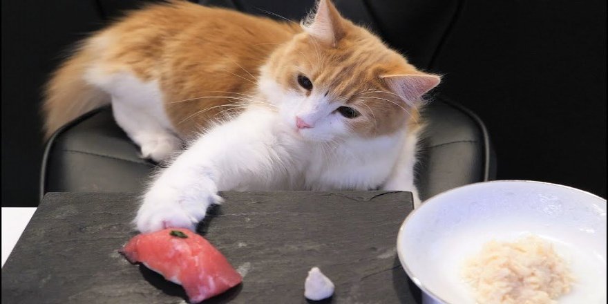 Kediler İçin Sushi